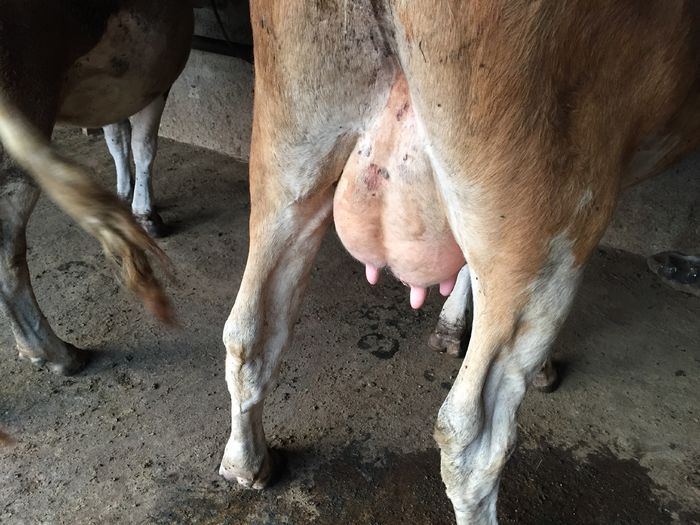 image - Vacutele seara la muls-6