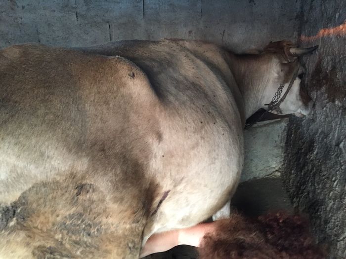 image - Vacutele seara la muls-6