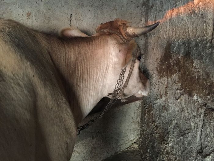 image - Vacutele seara la muls-6