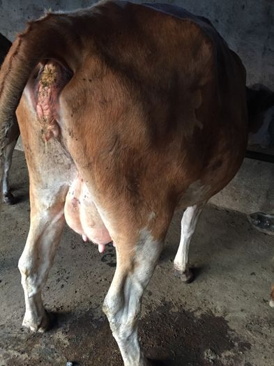 image - Vacutele seara la muls-6