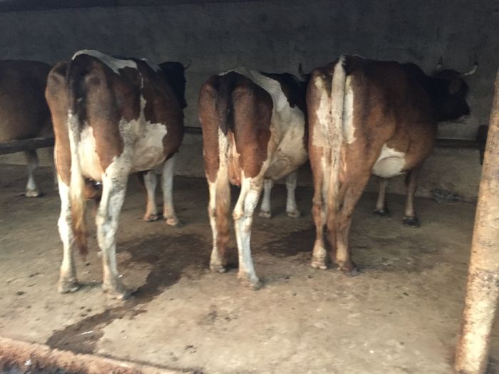 image - Vacutele seara la muls-6