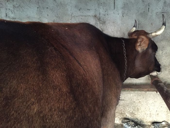 image - Vacutele seara la muls-6