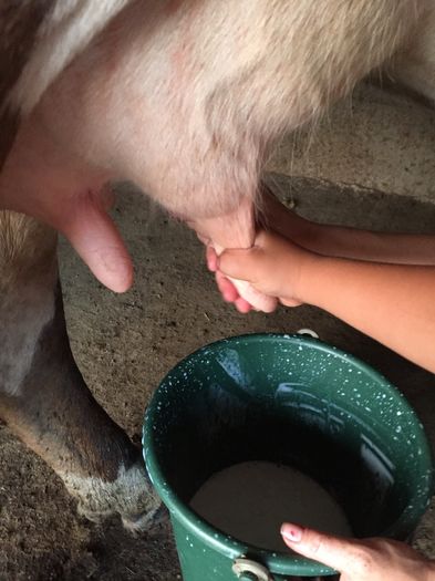 image - Vacutele seara la muls-6