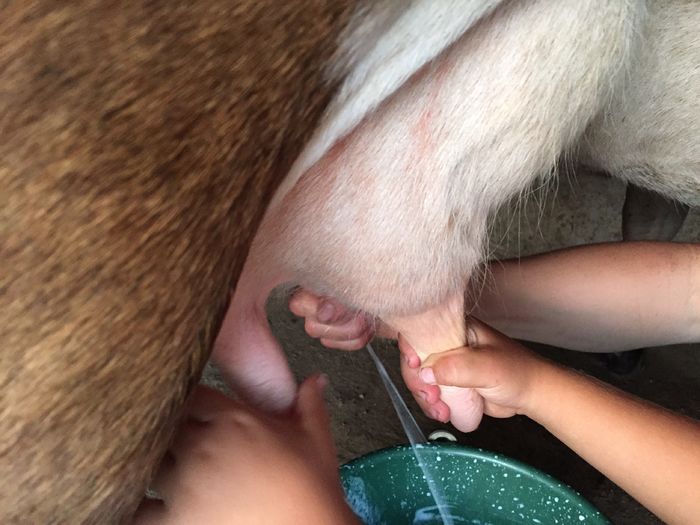 image - Vacutele seara la muls-6