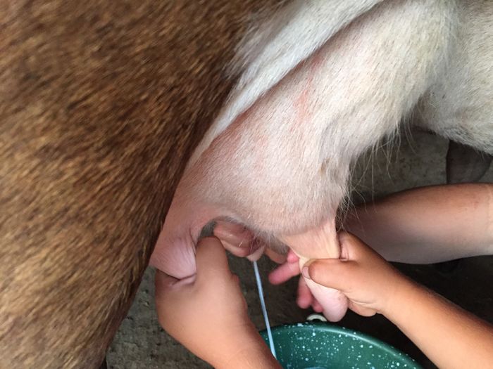 image - Vacutele seara la muls-6