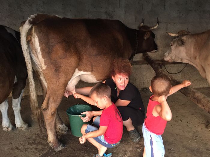 image - Vacutele seara la muls-6