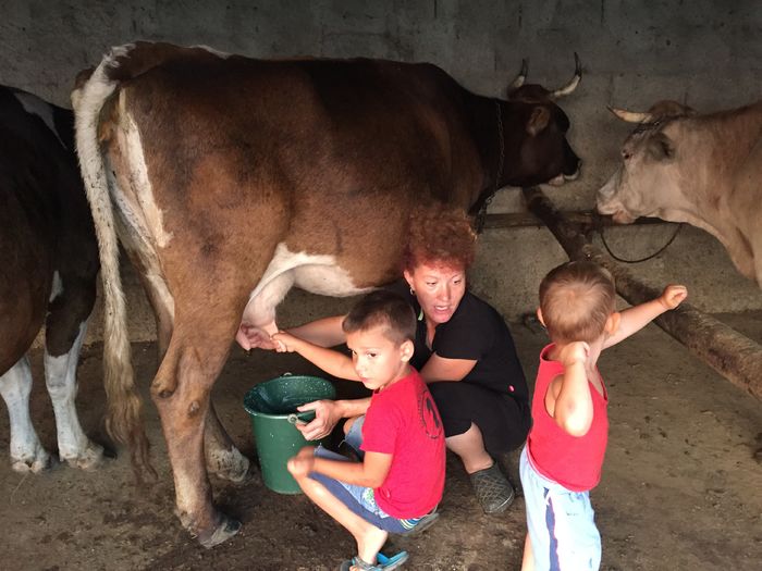 image - Vacutele seara la muls-6