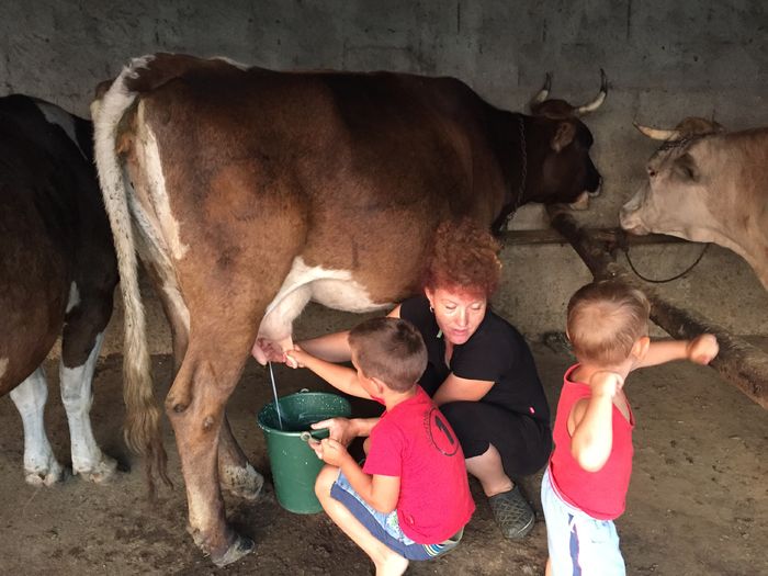 image - Vacutele seara la muls-6