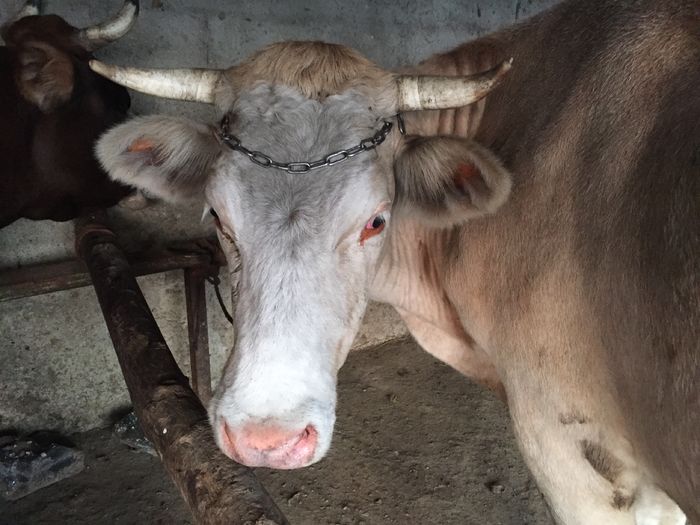 image - Vacutele seara la muls-6