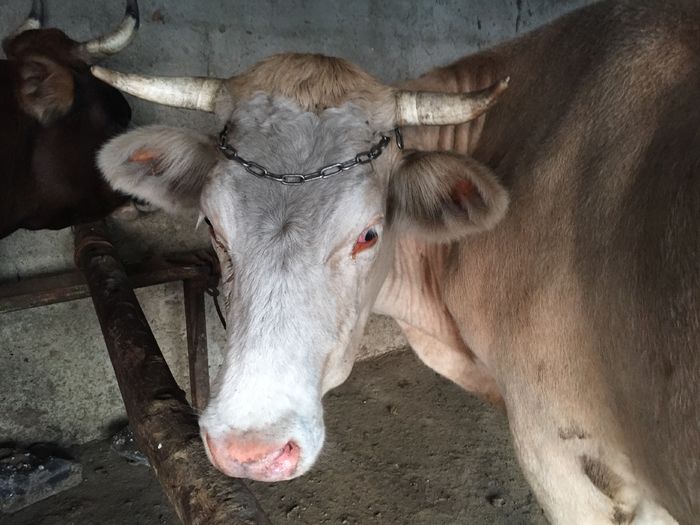 image - Vacutele seara la muls-6