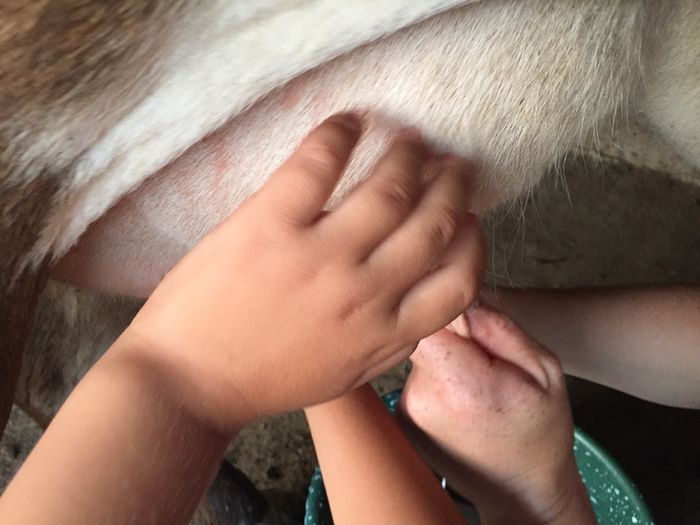 image - Vacutele seara la muls-6