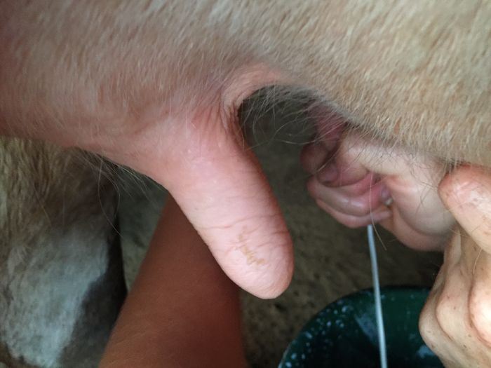 image - Vacutele seara la muls-6