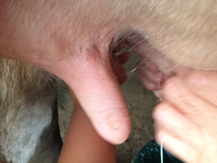 image - Vacutele seara la muls-6