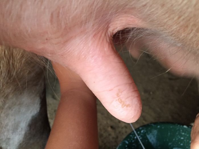 image - Vacutele seara la muls-6