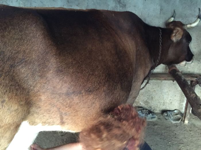 image - Vacutele seara la muls-6