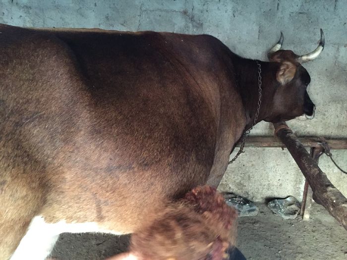 image - Vacutele seara la muls-6