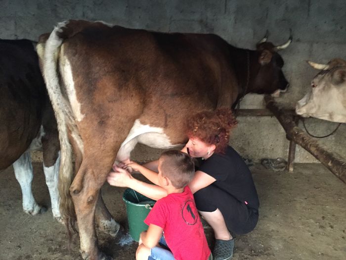 image - Vacutele seara la muls-6