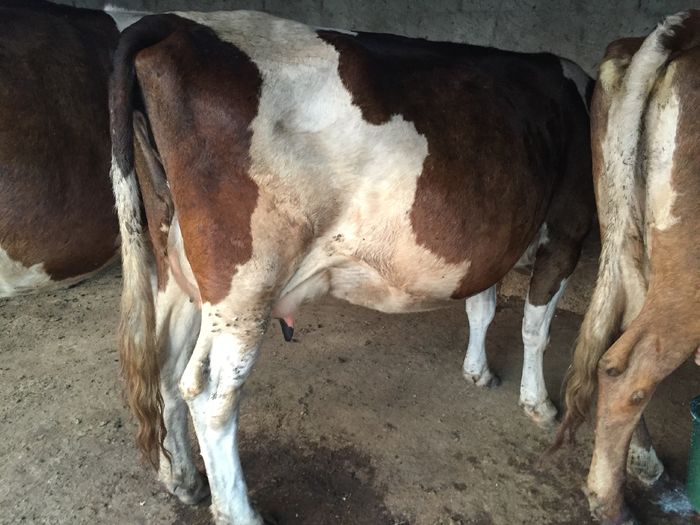 image - Vacutele seara la muls-6