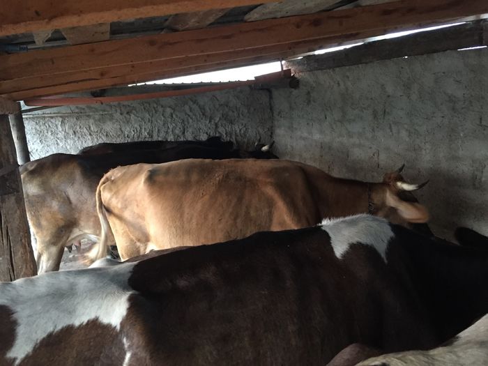 image - Vacutele seara la muls-6