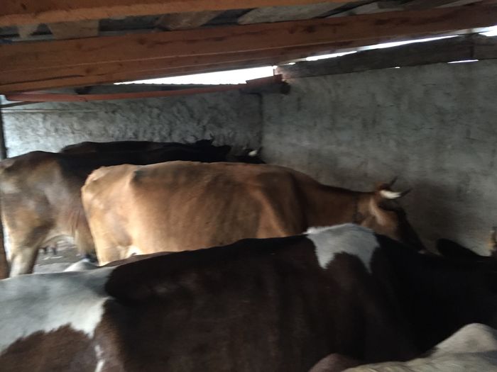 image - Vacutele seara la muls-6