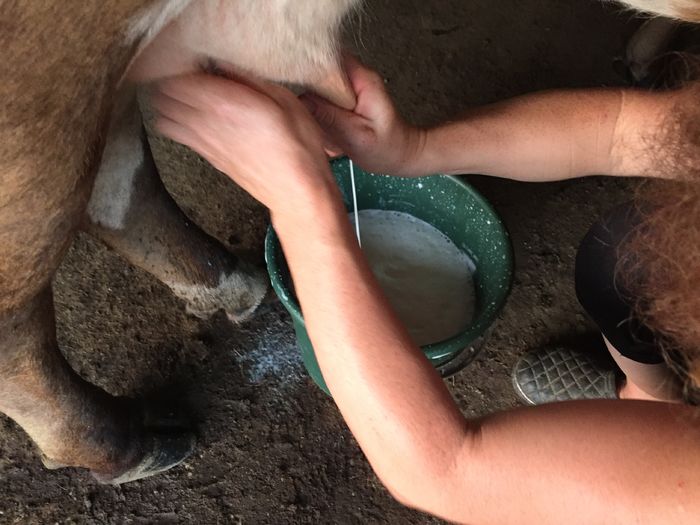 image - Vacutele seara la muls-6