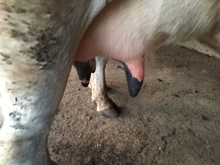 image - Vacutele seara la muls-6