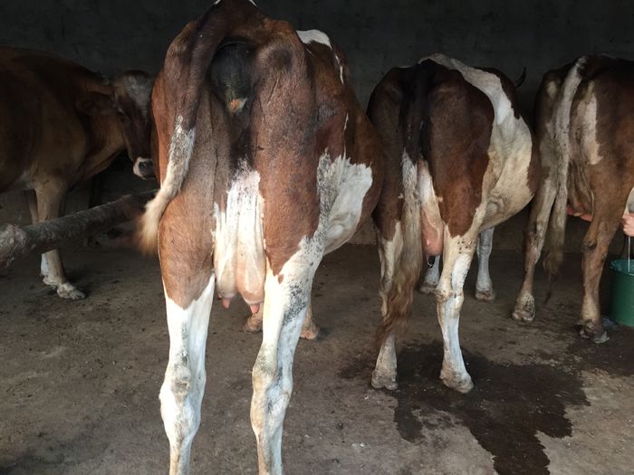 image - Vacutele seara la muls-6