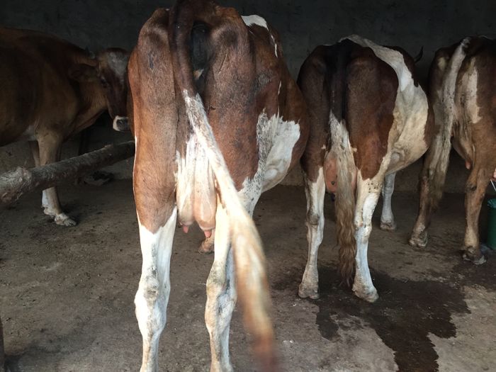 image - Vacutele seara la muls-6