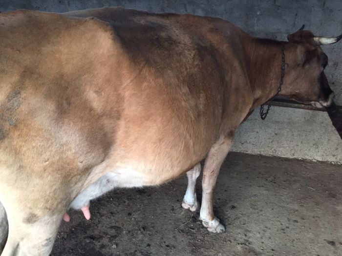 image - Vacutele seara la muls-6