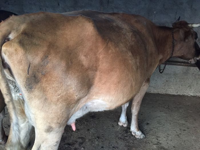 image - Vacutele seara la muls-6