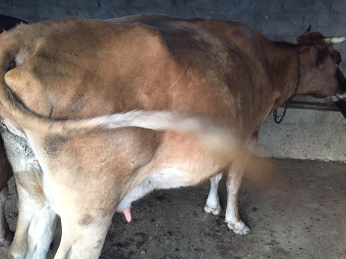 image - Vacutele seara la muls-6