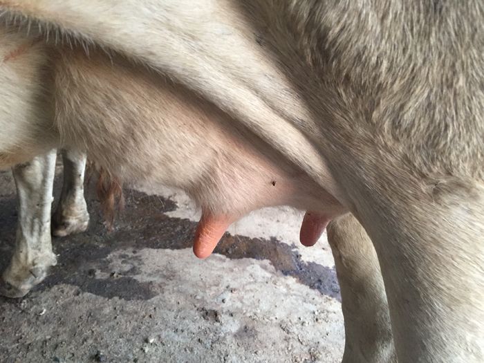 image - Vacutele seara la muls-6