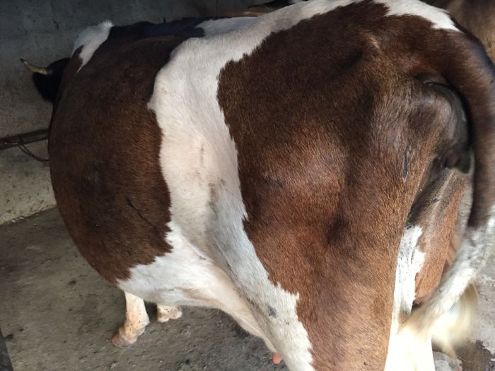 image - Vacutele seara la muls-6