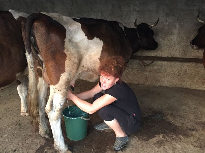 image - Vacutele seara la muls-6