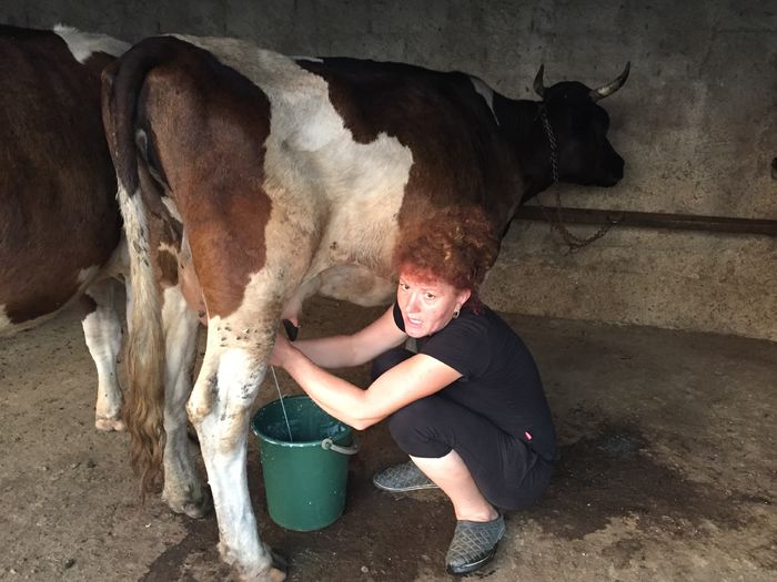 image - Vacutele seara la muls-6