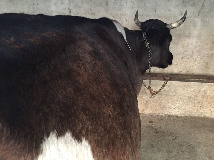 image - Vacutele seara la muls-6