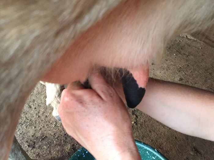 image - Vacutele seara la muls-6