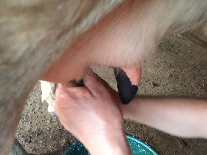 image - Vacutele seara la muls-6