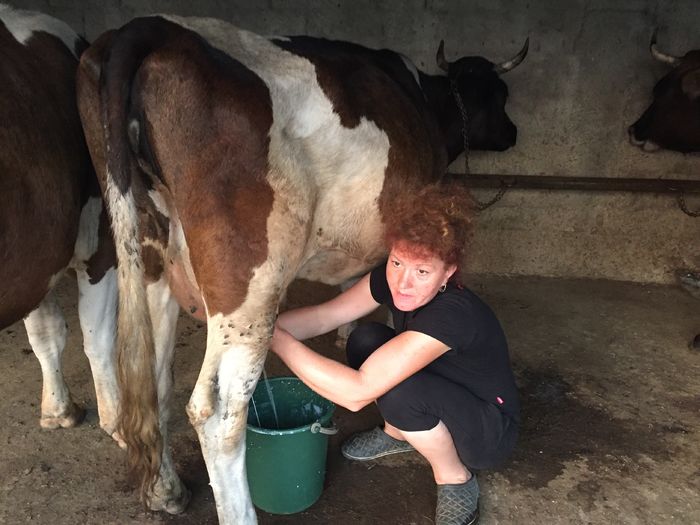 image - Vacutele seara la muls-6