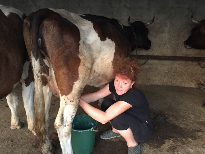 image - Vacutele seara la muls-6