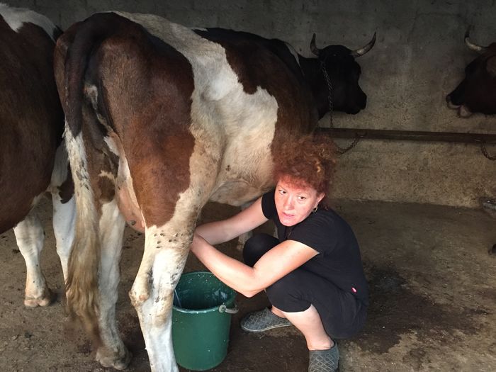 image - Vacutele seara la muls-6