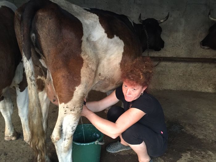 image - Vacutele seara la muls-6