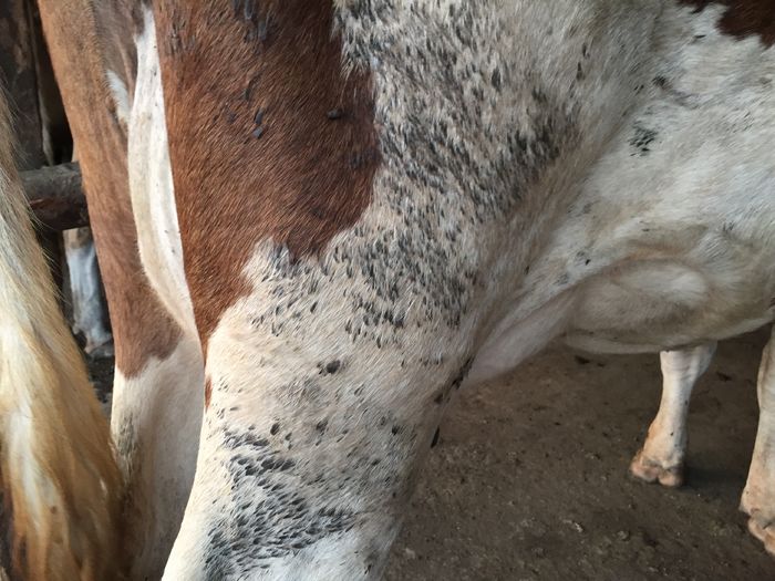 image - Vacutele seara la muls-6