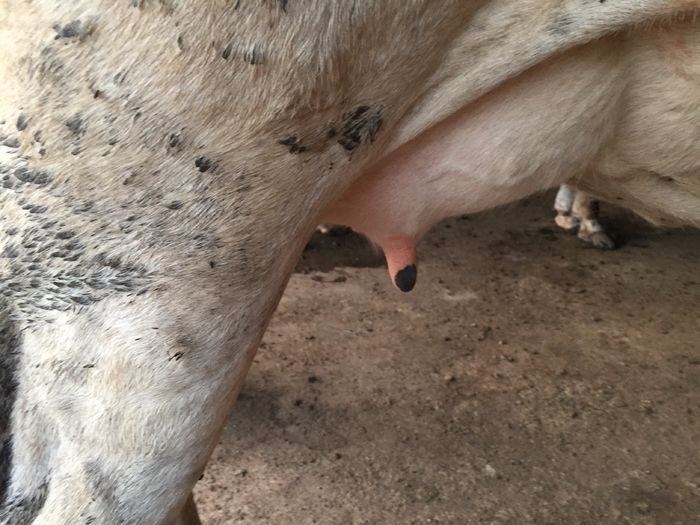 image - Vacutele seara la muls-6