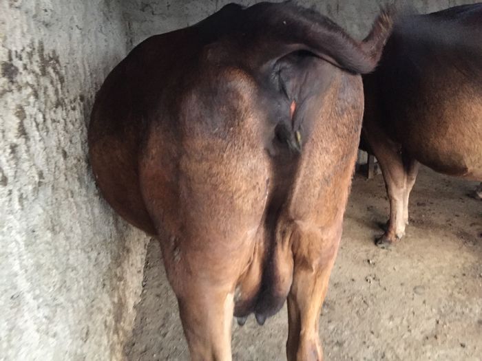 image - Vacutele seara la muls-6