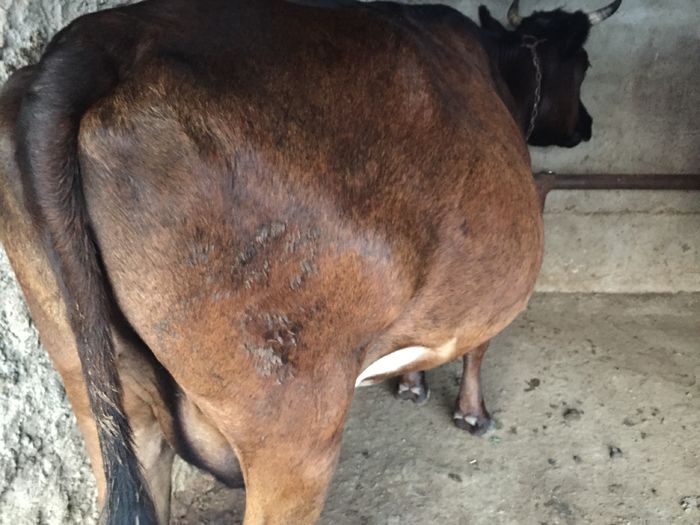 image - Vacutele seara la muls-6