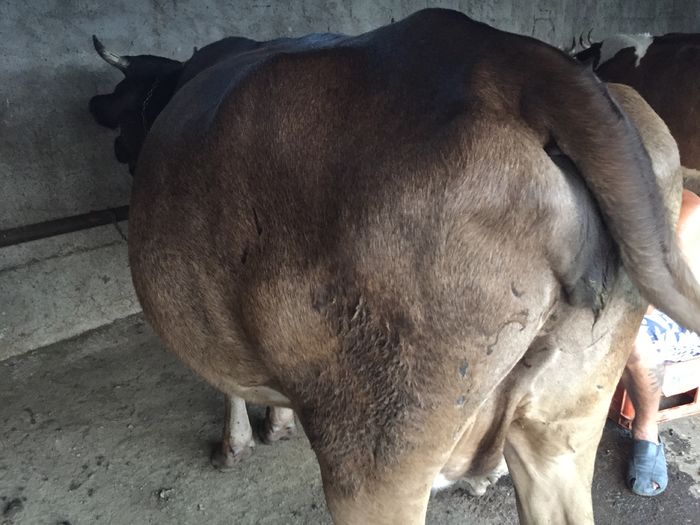 image - Vacutele seara la muls-6