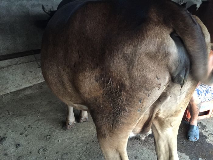 image - Vacutele seara la muls-6