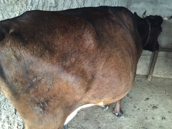 image - Vacutele seara la muls-6