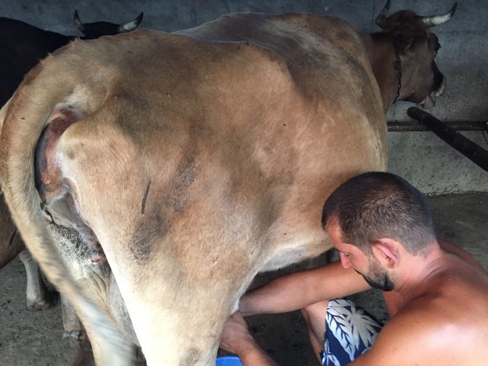 image - Vacutele seara la muls-6